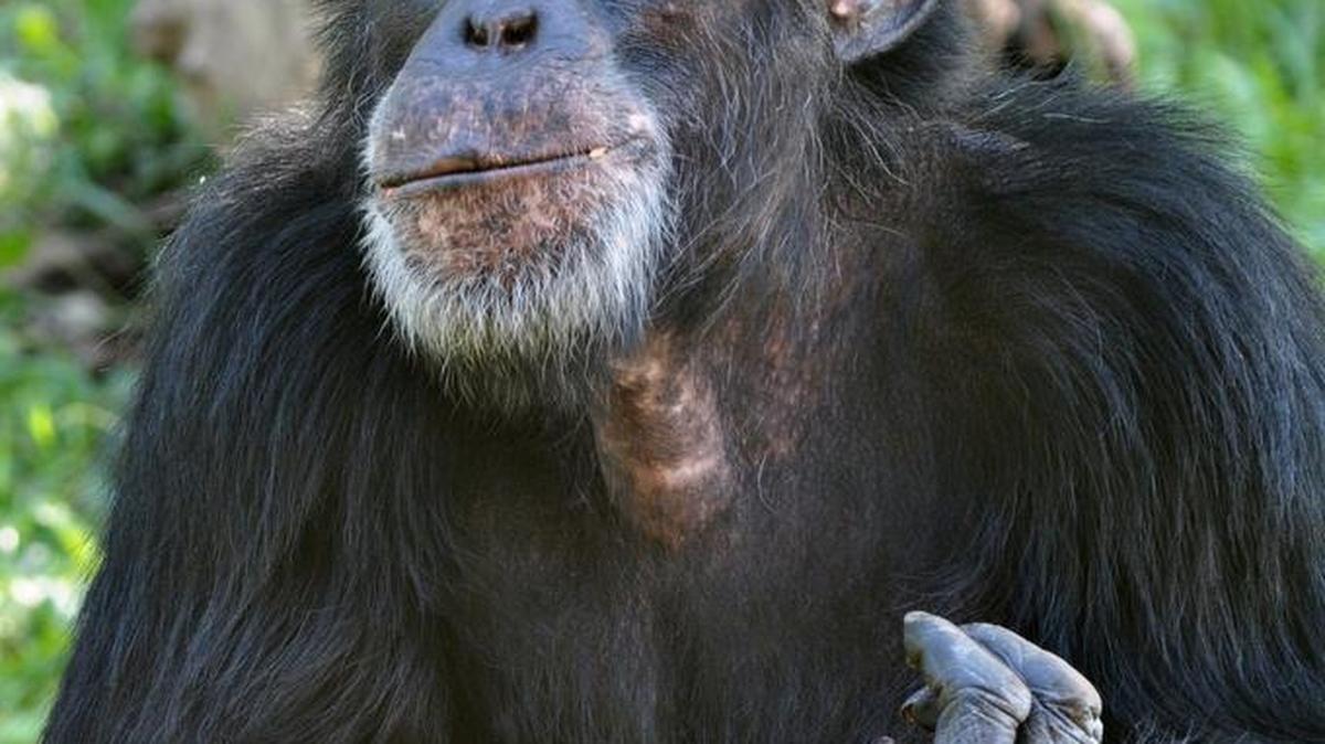 Bahati the chimpanzee