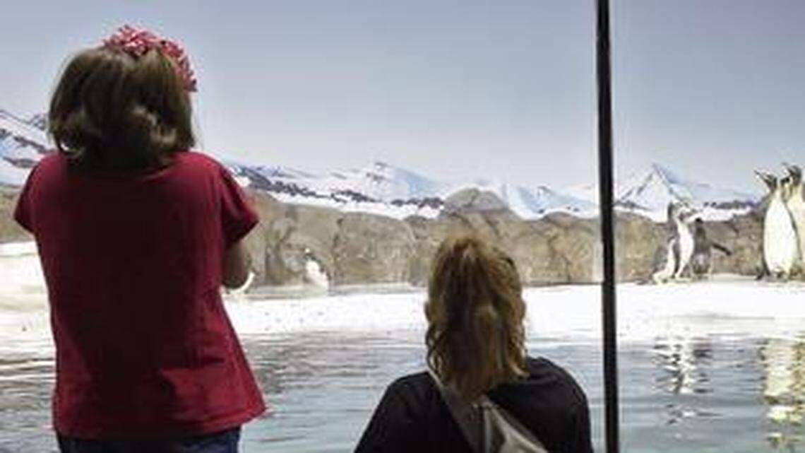 
Kids love penguins. So do adults. Kansas City voters in 2011 helped pass a sales tax increase to improve the Kansas City Zoo and add a penguin exhibit.
