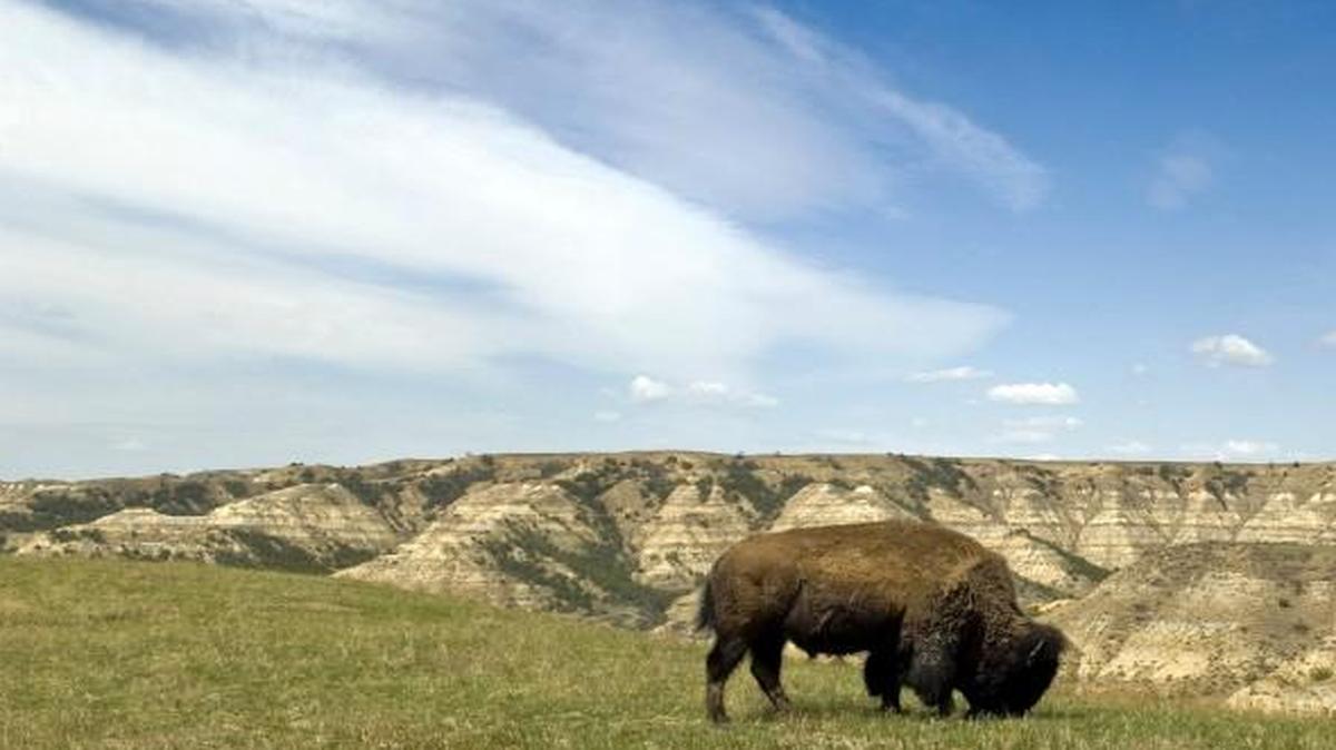 Bison graze in Theodore Roosevelt National Park, in western North Dakota. Grasslands 175 years ago used to stretch from Canada into Mexico and extend from the Rocky Mountains to the Mississippi River. A conference sponsored by The Nature Conservancy will take place in Kansas City this week in which experts from nine states and Argentina will discuss how to conserve grassland and freshwater ecosystems.
