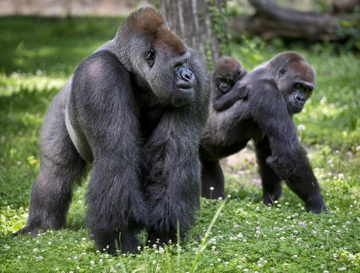The Kansas City Zoo’s western lowland gorillas, Radi (left), Makari and her baby, Masika, were in their enclosure on Tuesday. The zoo is taking needed safety precautions.