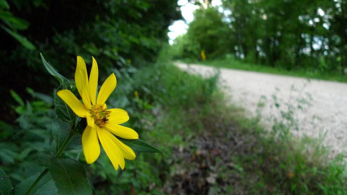 
A flower is seen along a portion of the Katy Trail near Treloar, Mo.
