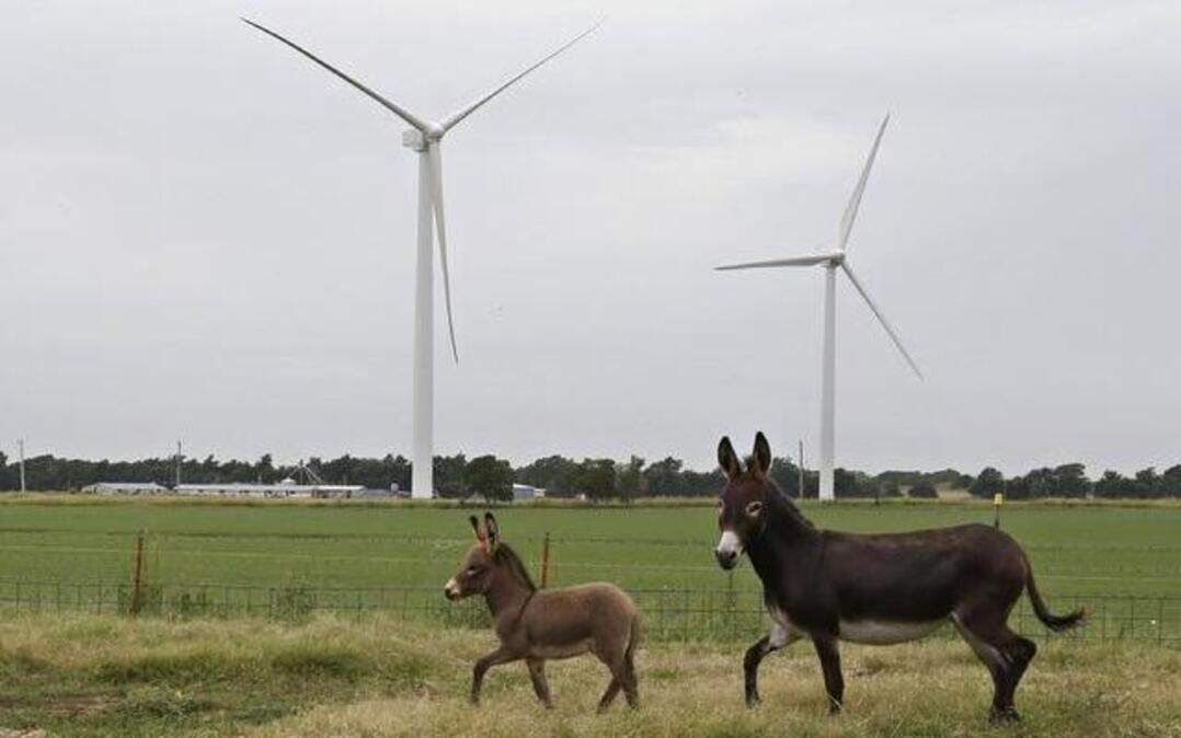
Two donkeys run through a pasture in front of wind turbines in Calumet, Okla. 
