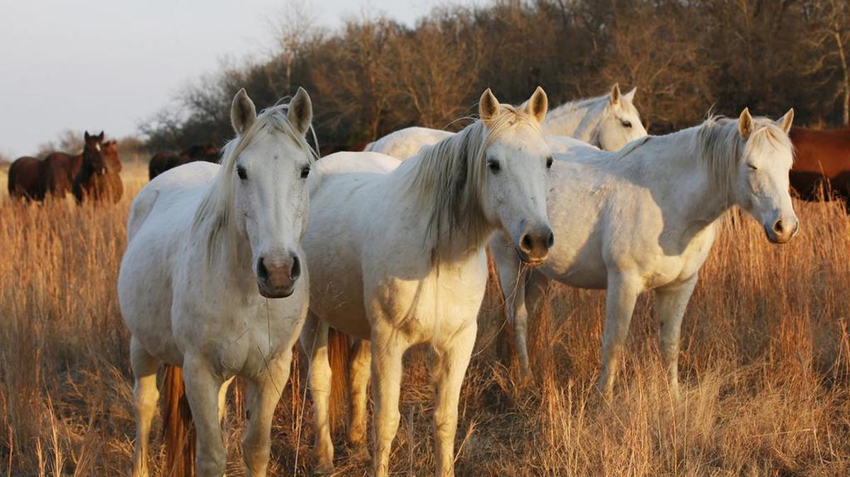 Legilation in Congress would eliminate the threat of slaughter and export of horses for meat.