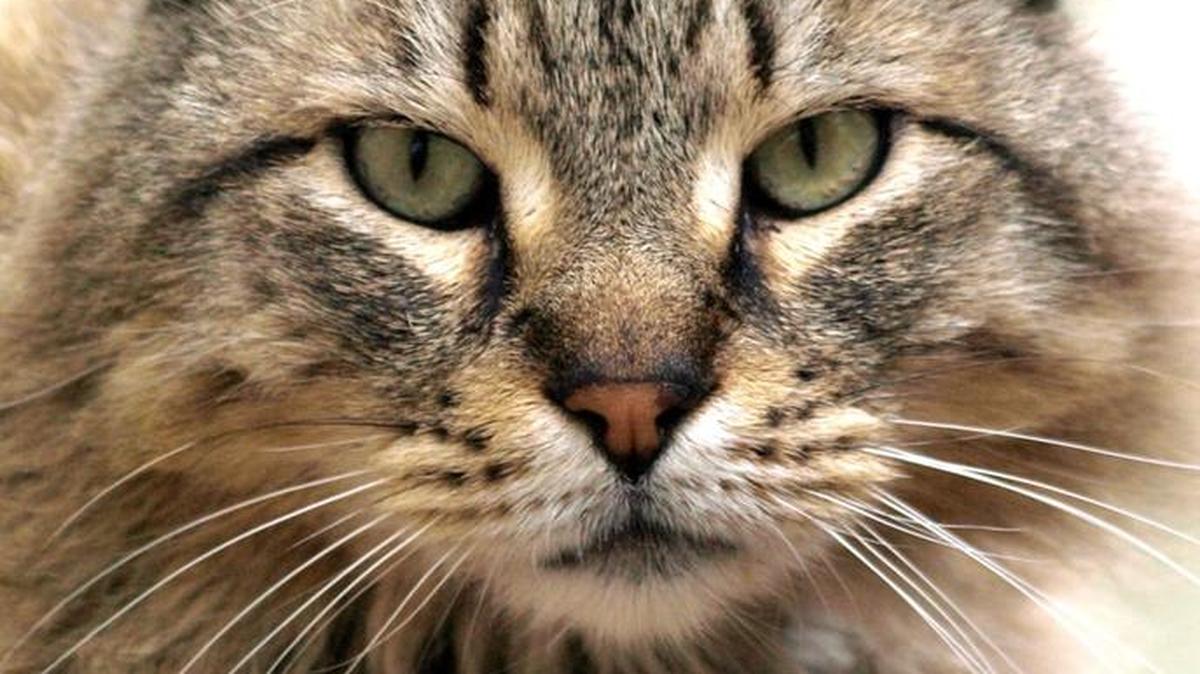 Bunzy proved that it’s not easy to give a cat a pill.