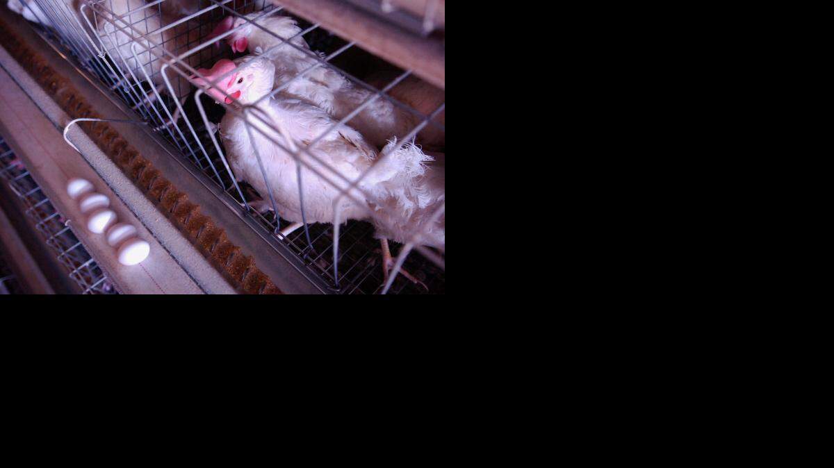 A bill by Sen. Roger Marshall would overturn state and local laws banning the sale of food products produced by factory farms that confine animals in inhumane conditions.