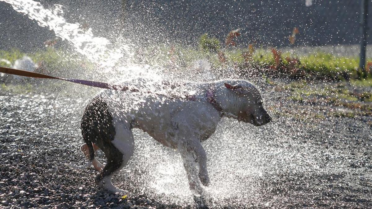 Don’t leave your dog in a hot car, let it walk on hot asphalt, play too hard or get too much sun.