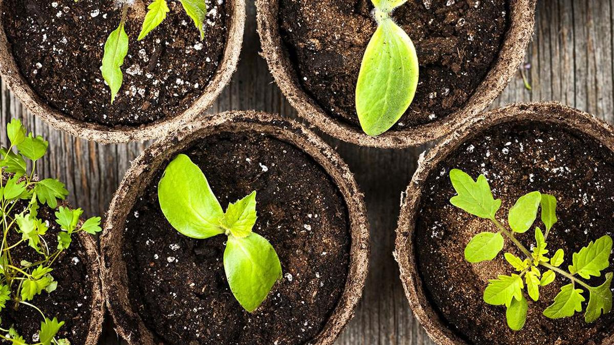 The advantage to starting your own seedlings to transplant in spring is that you can get the exact variety you desire.