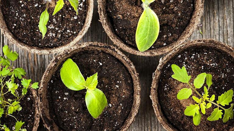 Spring fever, gardeners? These simple steps will get seedlings off to a good start