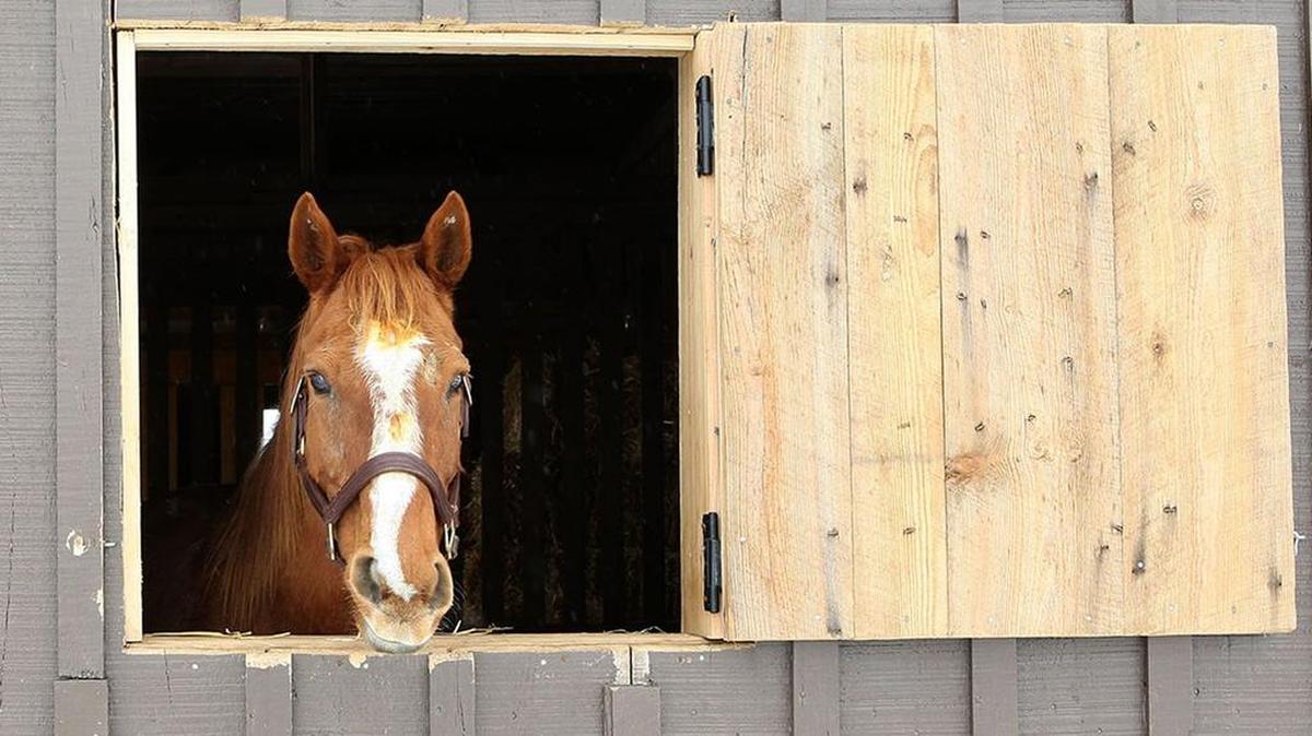 Horses are still in danger of being sold to foreign slaughterhouses.