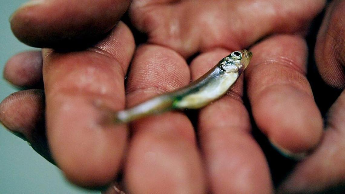 ERIC PAUL ZAMORA/THE FRESNO BEE
A Delta smelt provided by UC Davis for research is held by the Bureau of Reclamation’s Ron Silva at the Tracy Fish Collection Facility located near the Tracy Pumping Plant  on Tuesday, February 12, 2013 near Tracy, Calif.