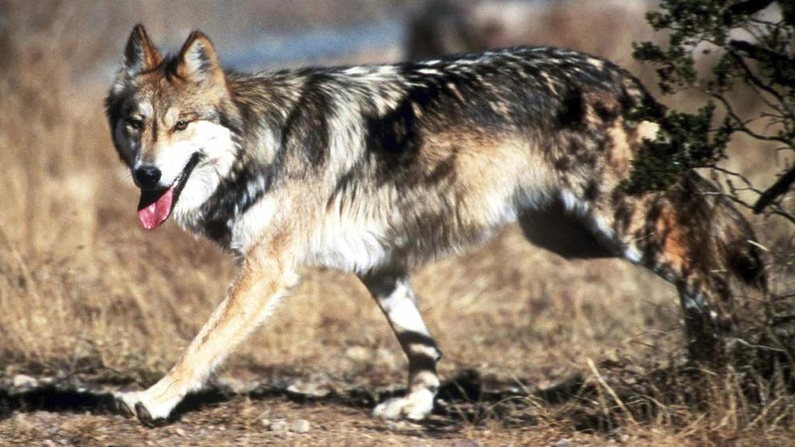 In this undated file photo provided by the U.S. Fish and Wildlife Service, a Mexican gray wolf leaves cover at the Sevilleta National Wildlife Refuge, Socorro County, N.M. A wolf who tried to cross into Mexico in late November was blocked by a stretch of border fencing, raising concerns from wildlife experts and activists. (Jim Clark/U.S. Fish and Wildlife Service via AP, File)