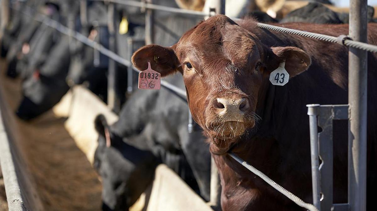 Experts say consumer meat prices are likely to remain high and it will take months to work through a backlog of millions of pigs and cattle, creating headaches for producers.