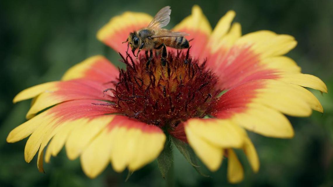 Those cute little black-and-yellow-robed buzzers are essential to our survival, but our pesticides, fertilizers and climate change are killing them, along with the insects we hate.
