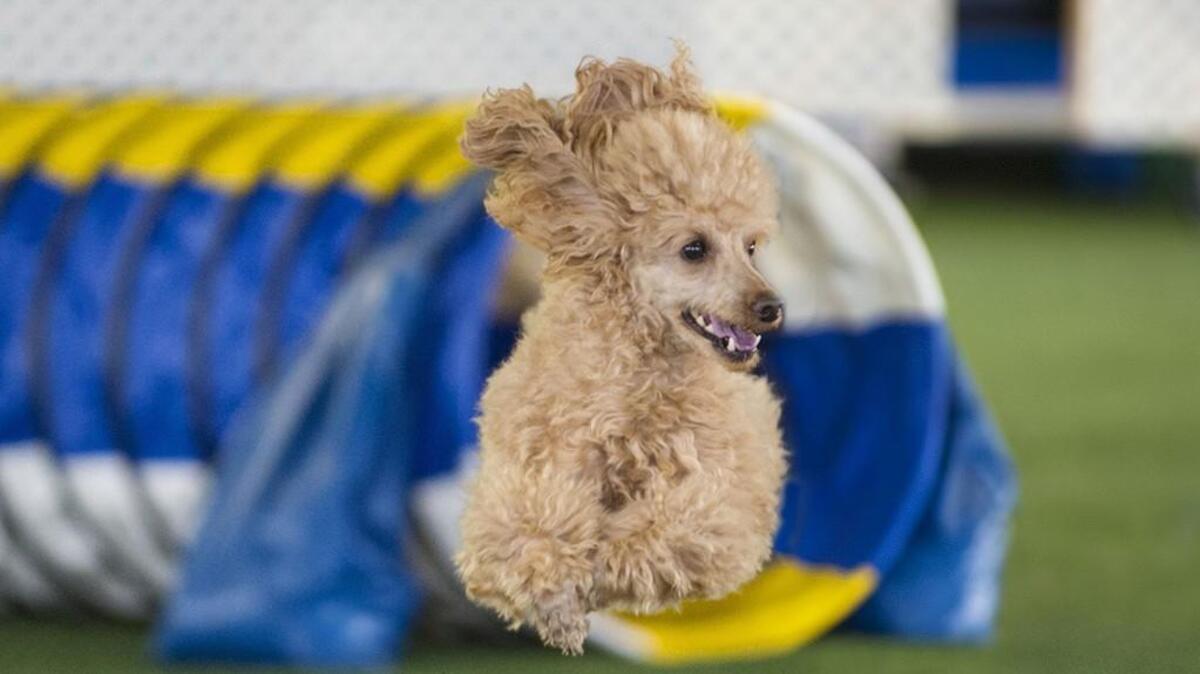 This June 1, 2014 image provided by Rich Knecht Photography shows a miniature poodle on the dogwalk in the Starters Standard class during a USDAA agility trial in Barto, Pa. Agility has grown every year since it was adopted by the American Kennel Club in 1994, including 48 percent in the last five years.   (AP Photo/Rich Knecht Photography)