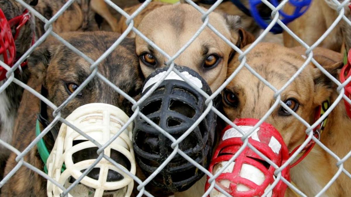 Like any Kansan, I want to see the state recover financially to fund schools and improve infrastructure. Greyhound racing is not the answer.