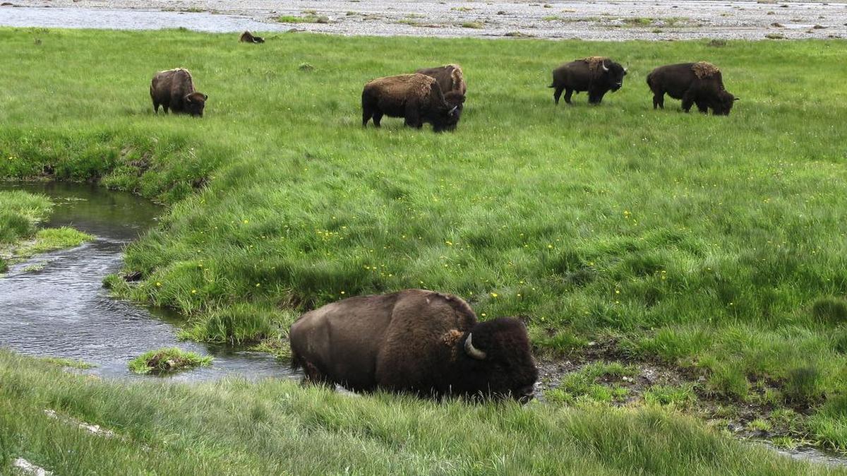 
Bison grazed near a stream in Yellowstone National Park in Wyoming.
