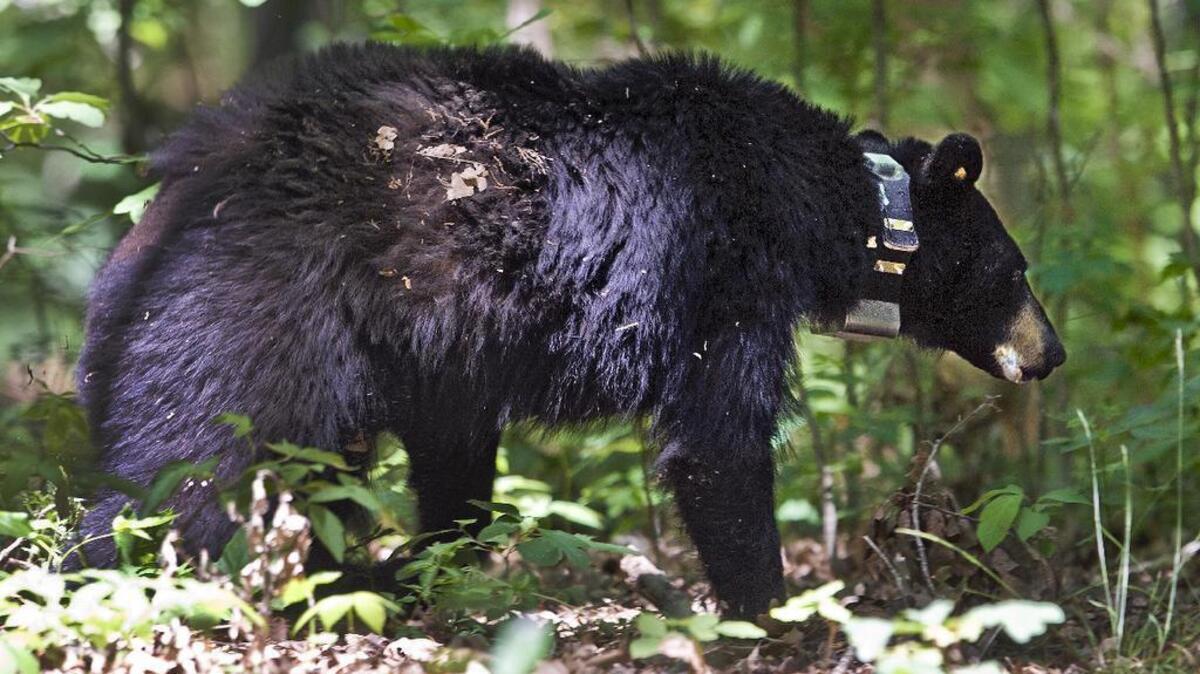 In this 2012 file photo, a 4-year-old female black bear recovers after being immobilized and tagged by Missouri Department of Conservation personnel in Seymour.