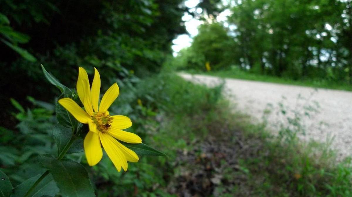 A flower is seen along a portion of the more than 230-mile-long Katy Trail near Treloar, Mo. A bill in the Missouri legislature would allow ATVs to operate on the trail.