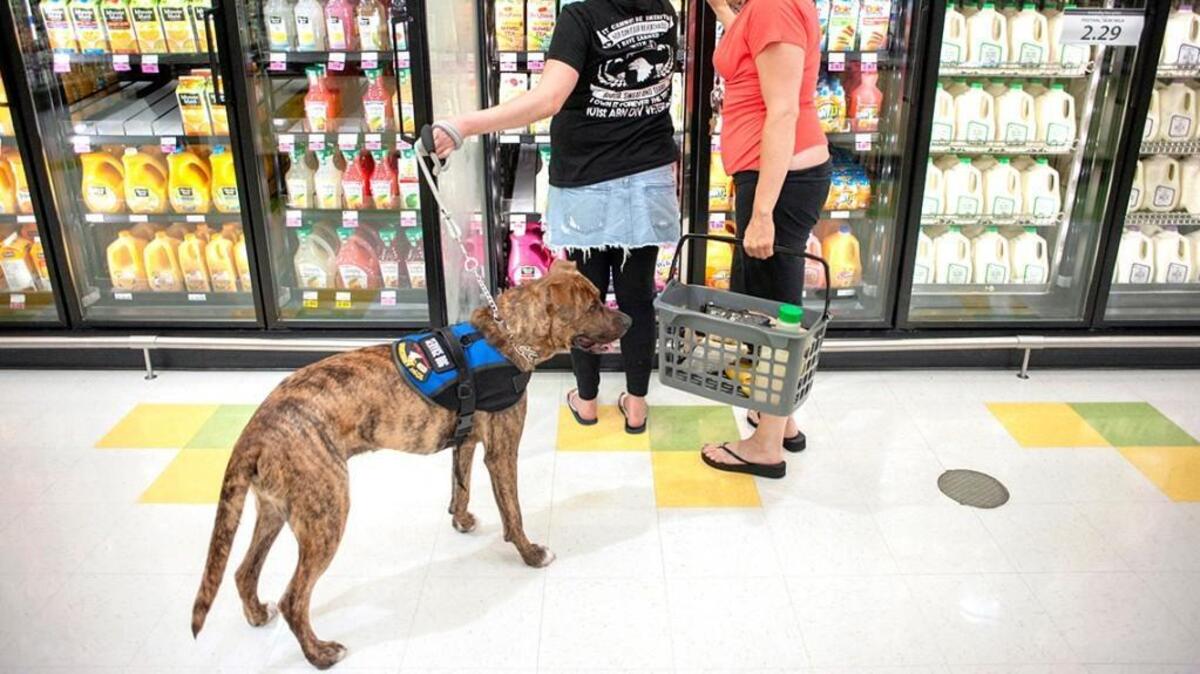 Don’t make assumptions about service dogs. People with invisible disabilities sometimes need them.