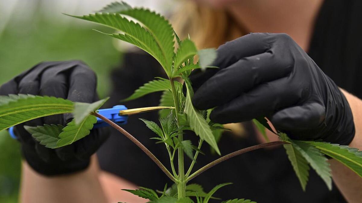 Ohio’s medical marijuana program is a bureaucratic nightmare that sends people to Michigan or the black market.
