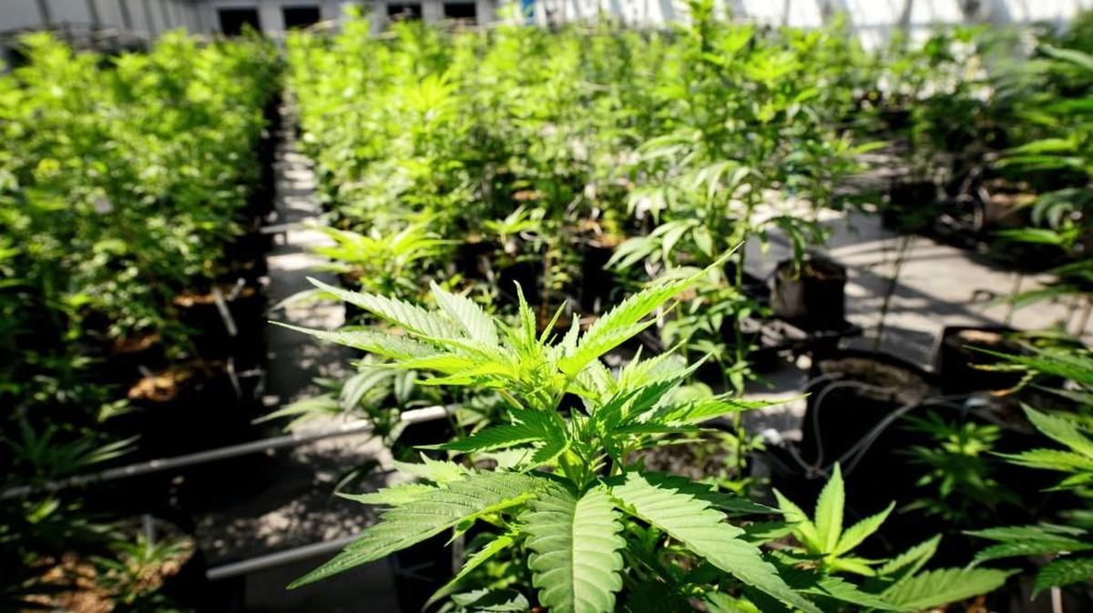 If Question 5 passes, a conviction for marijuana possession could severely damage one’s job and career prospects for years, writes former Kansas City councilman John Sharp.
