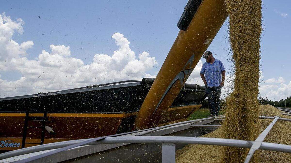 Farm hand Kevin Patterson stands on a truck full of harvested rice as he helps to load 55,000 pounds of the grain for transport at Ray Stoesser’s farm Wednesday, July 26, 2017 in Raywood, Texas. via AP)