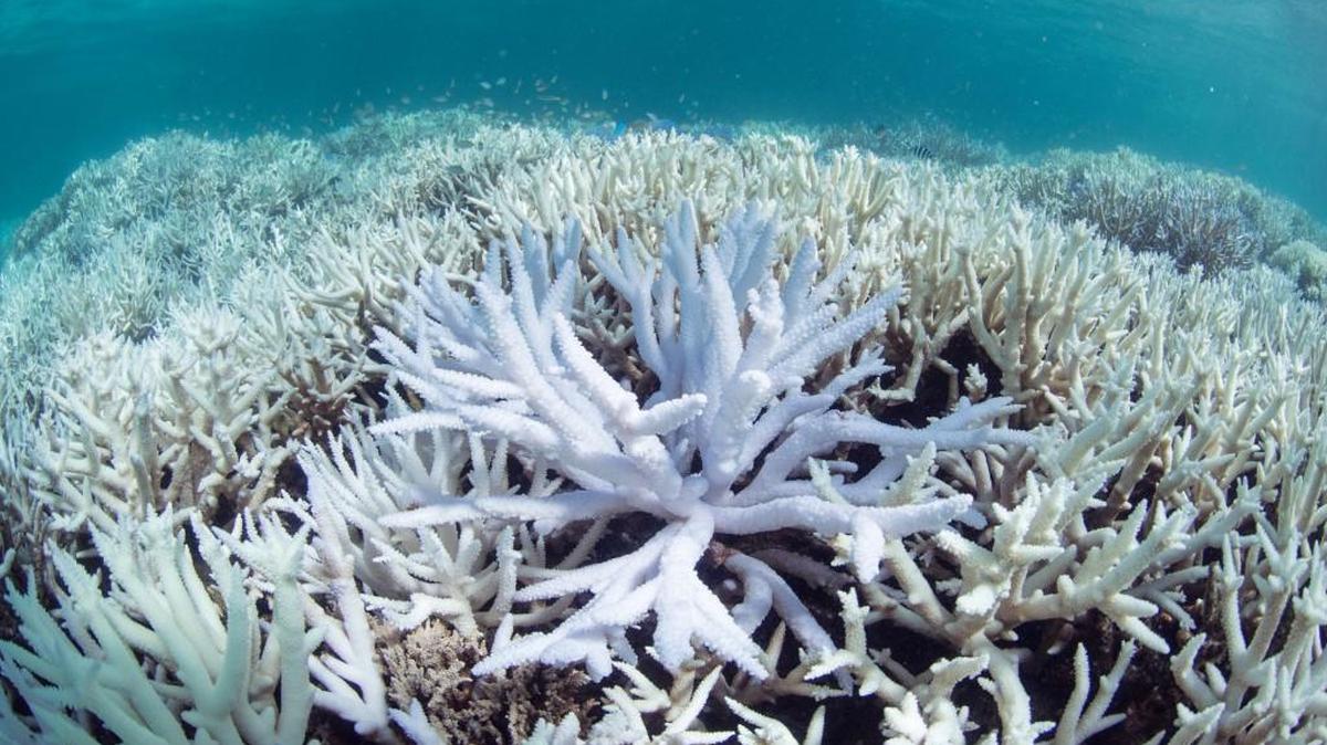 This March 2016 photo released by The Ocean Agency/XL Catlin Seaview Survey shows coral bleached white by heat stress in New Caledonia. Coral reefs, unique underwater ecosystems that sustain a quarter of the world's marine species and half a billion people, are dying on an unprecedented scale.
