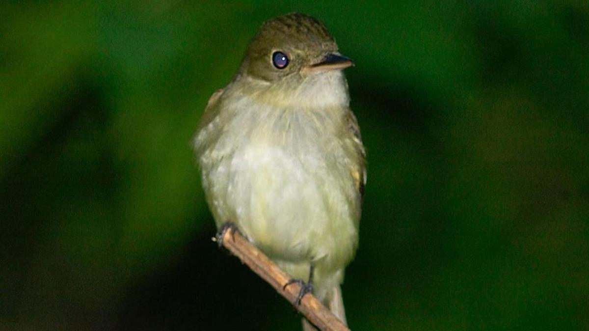 The Acadian flycatcher