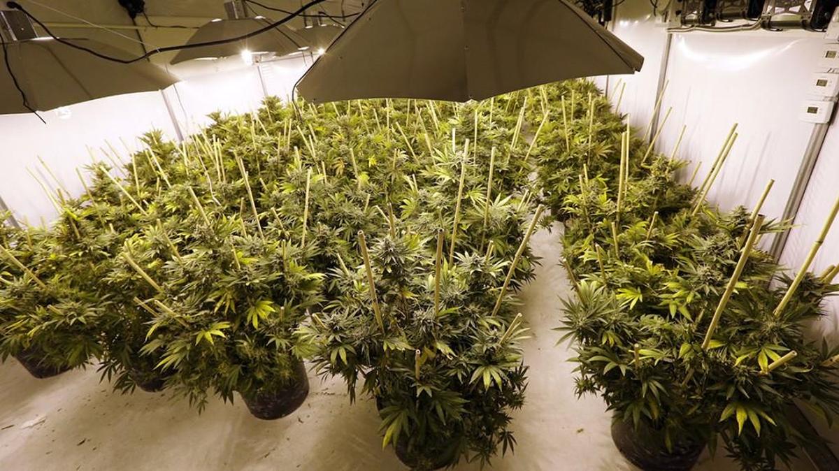 We should we have a vigorous debate about whether Kansas wants to join the rest of the growing majority of states who have decriminalized marijuana, writes former U.S. Attorney Barry Grissom.