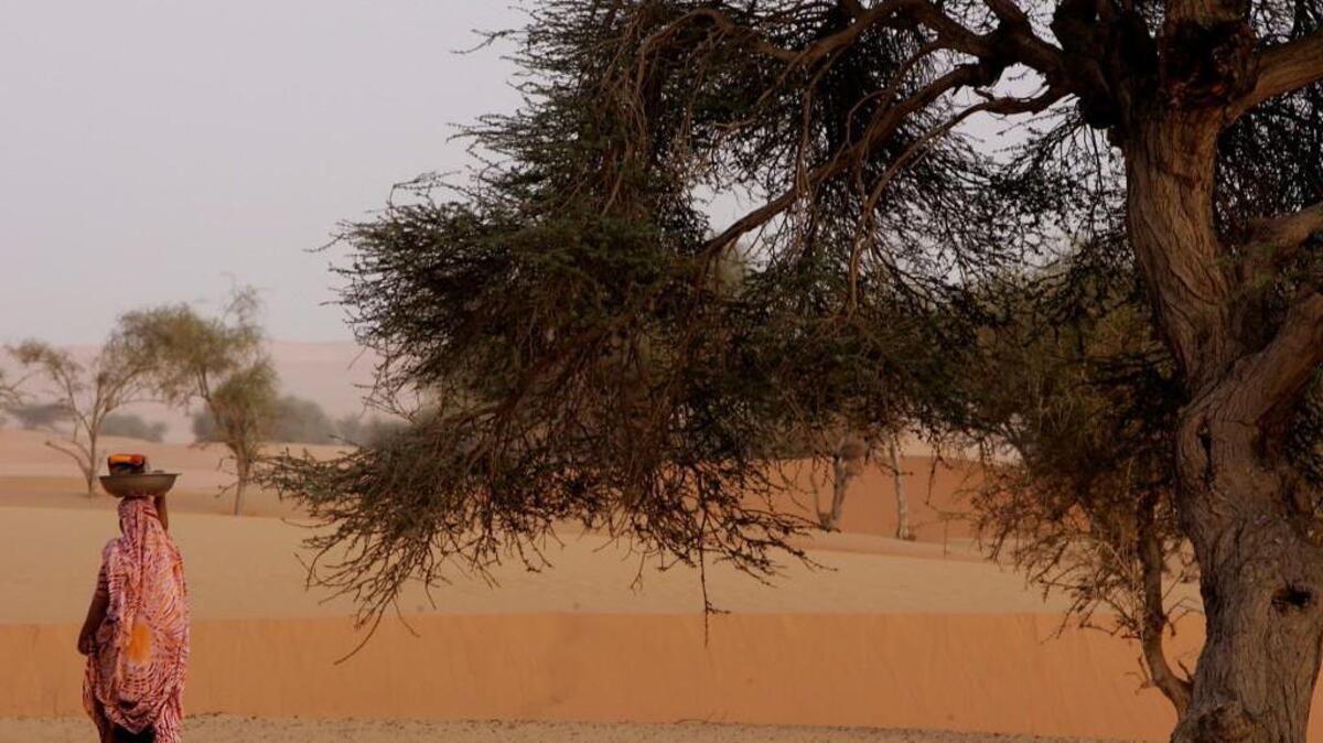 President Donald Trump’s proposed cuts to the NIH would impact crucial Peace Corps work in places such as Mauritania in West Africa, writes Andrew Dykens.