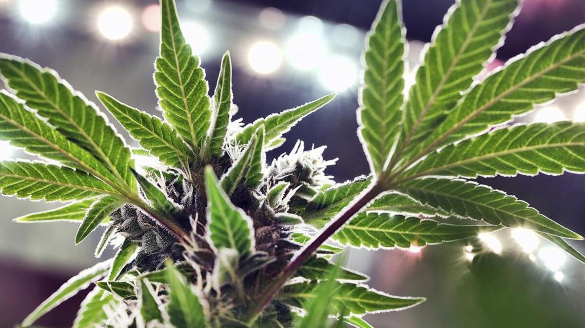 A bill in the Missouri House would make sure people who use medical marijuana legally won’t be barred from adopting or fostering kids.