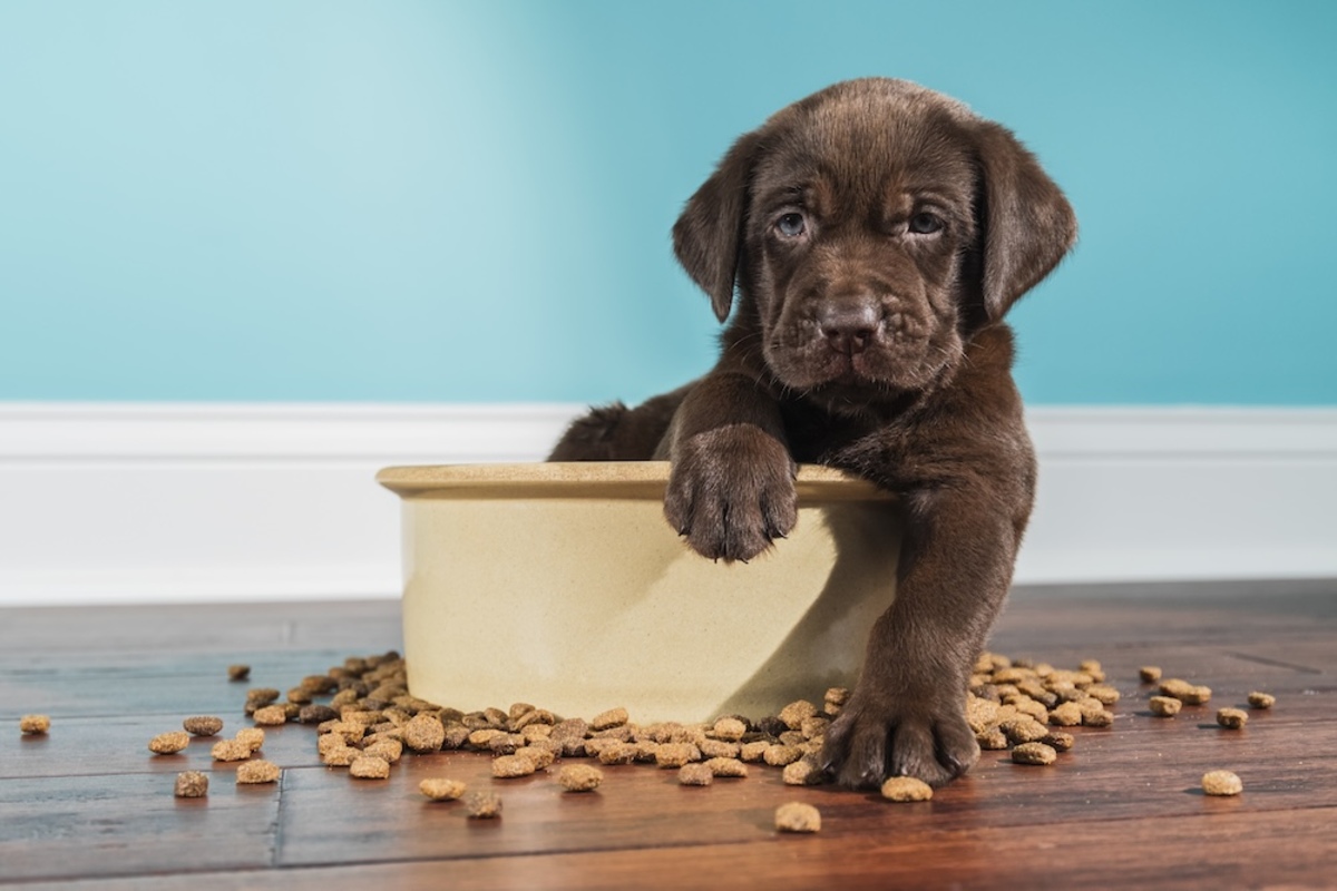 To enter your cat or dog in the contest, submit a photo of your pet, along with their name and details, no later than 9 a.m. Thursday, Oct. 16.