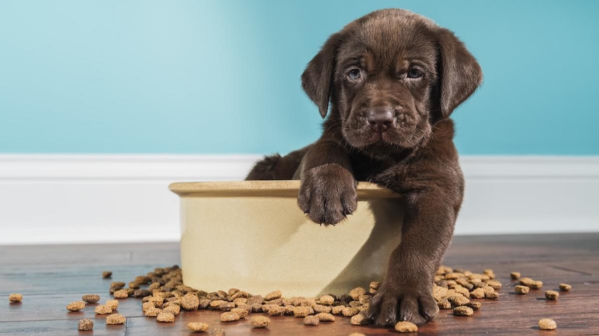 Voting is open for round one of the News-Democrat’s photo contest to find the cutest dog in Illinois.