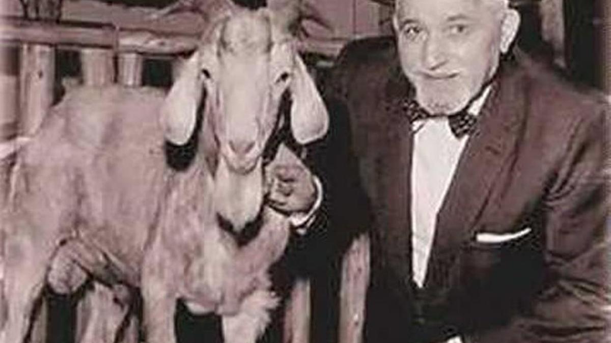 
Fans believe their beloved Cubs are cursed because a fan and his stinky goat were not allowed into Wrigley Field way back in 1945, the last time the team played in a World Series.

