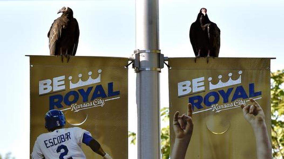
A pair of turkey vultures perched on the Royals banners on the drive into the Truman Sports Complex before Sunday's baseball game against the Detroit Tigers.
