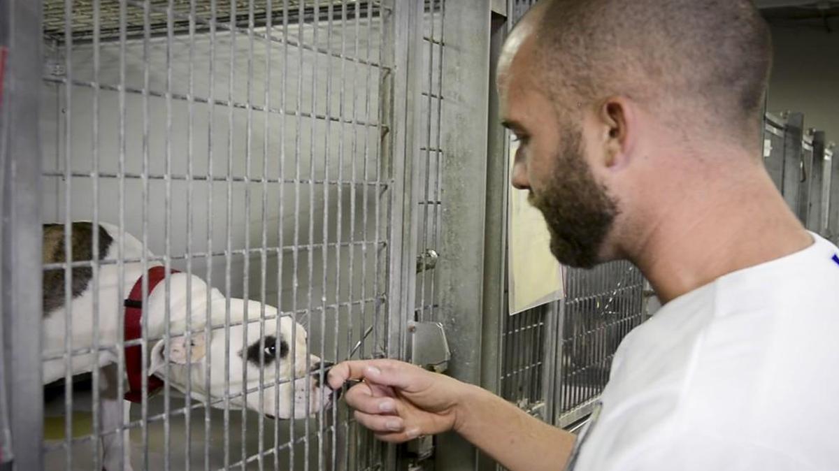 Royals pitcher Danny Duffy visited with one of the dogs as he joined Kansas City Royals front office staff as they helped out at the KC Pet Project last year.