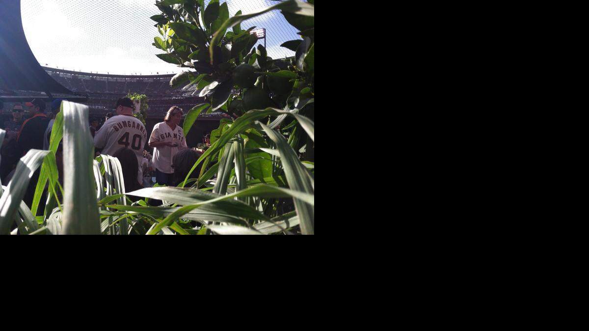
Since June, an open air, organic garden has been growing beyond the centerfield fences at AT&T Park. Nearby is a patio and eatery with fire pits.
