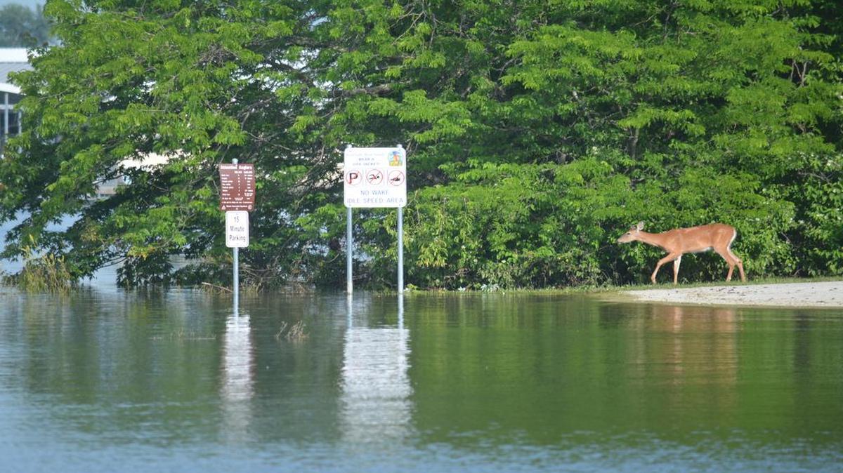 
A deer walked to the edge of flood water on Smithville Lake and eyed signs usually in the parking lot at the Little Platte boat ramp.
