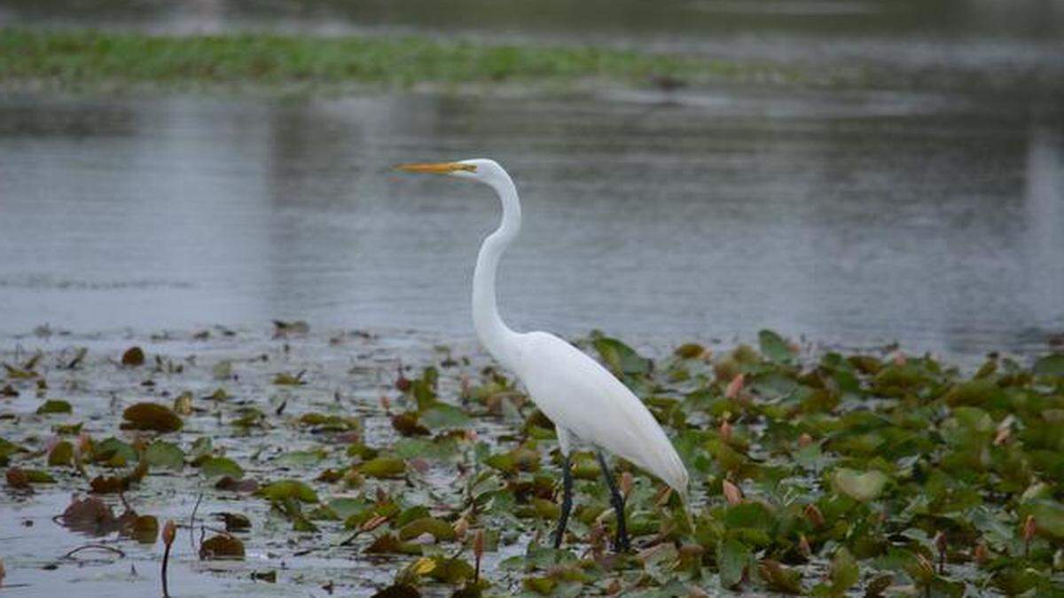 A great egret waded through a marsh in Estero Llano Grande State Park in south Texas, one of nine sites for the World Birding Center in the Rio Grande Valley.