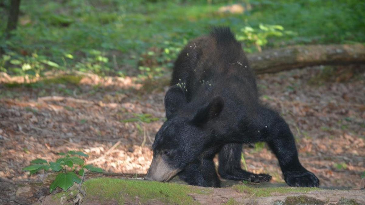 
A black bear cub explored for something to eat during a recent weekday at Great Smoky Mountains National Park in Tennessee.
