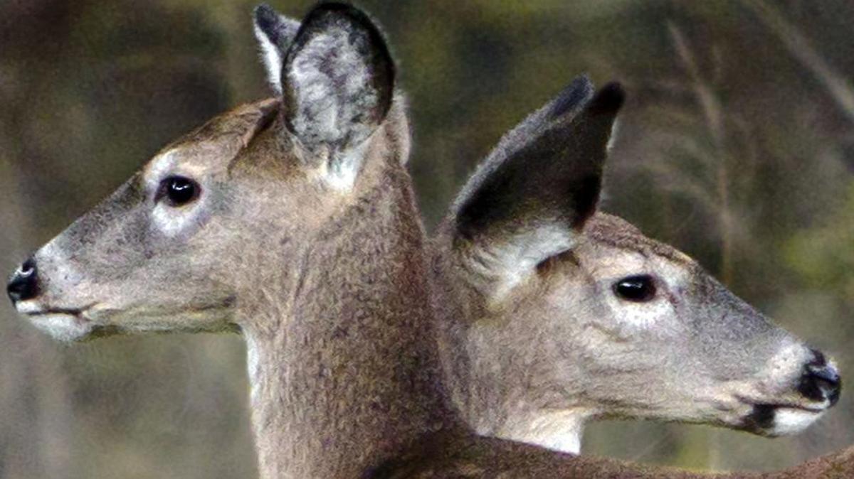 The firearms antlerless season will be reduced from 12 days to three next year.
