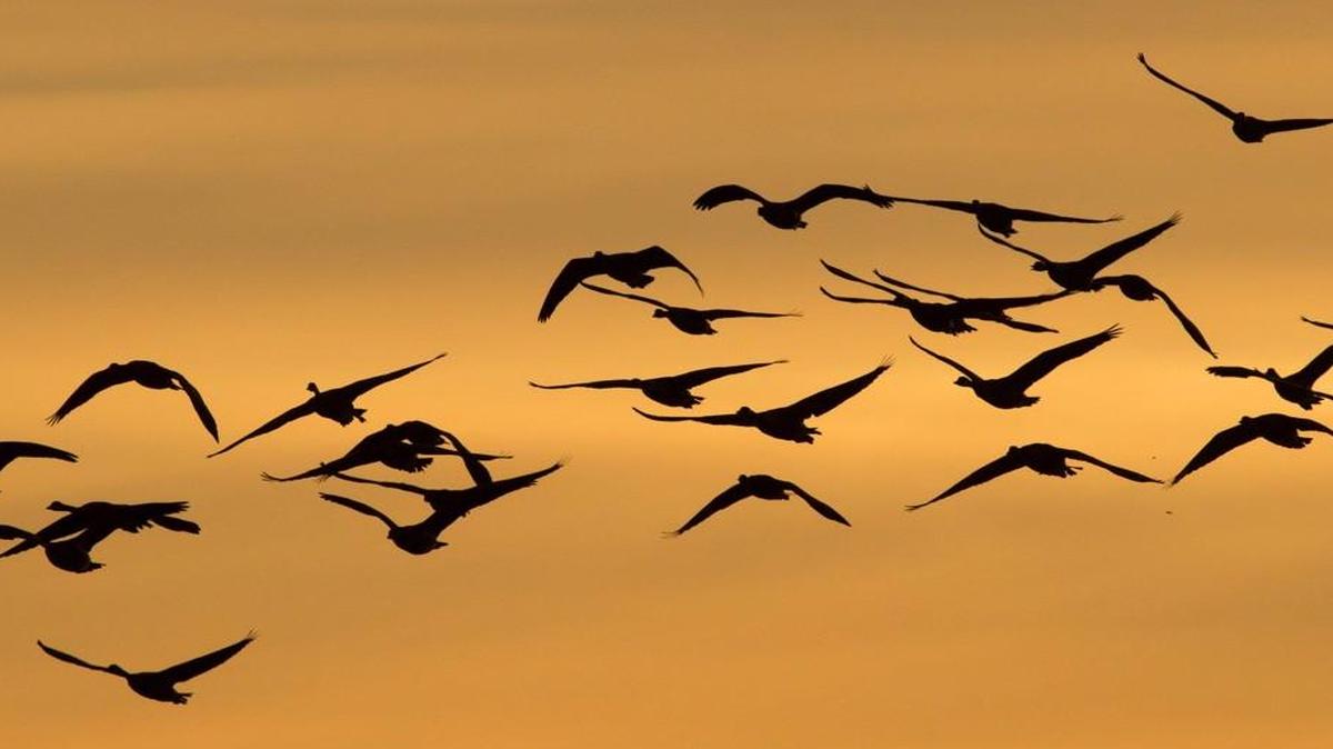 
A flock of geese are silhouetted.
