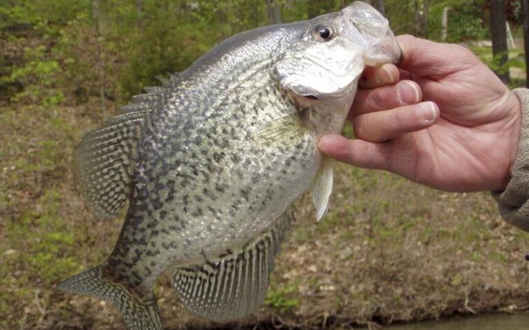 Crappies are biting at Lake of the Ozarks.