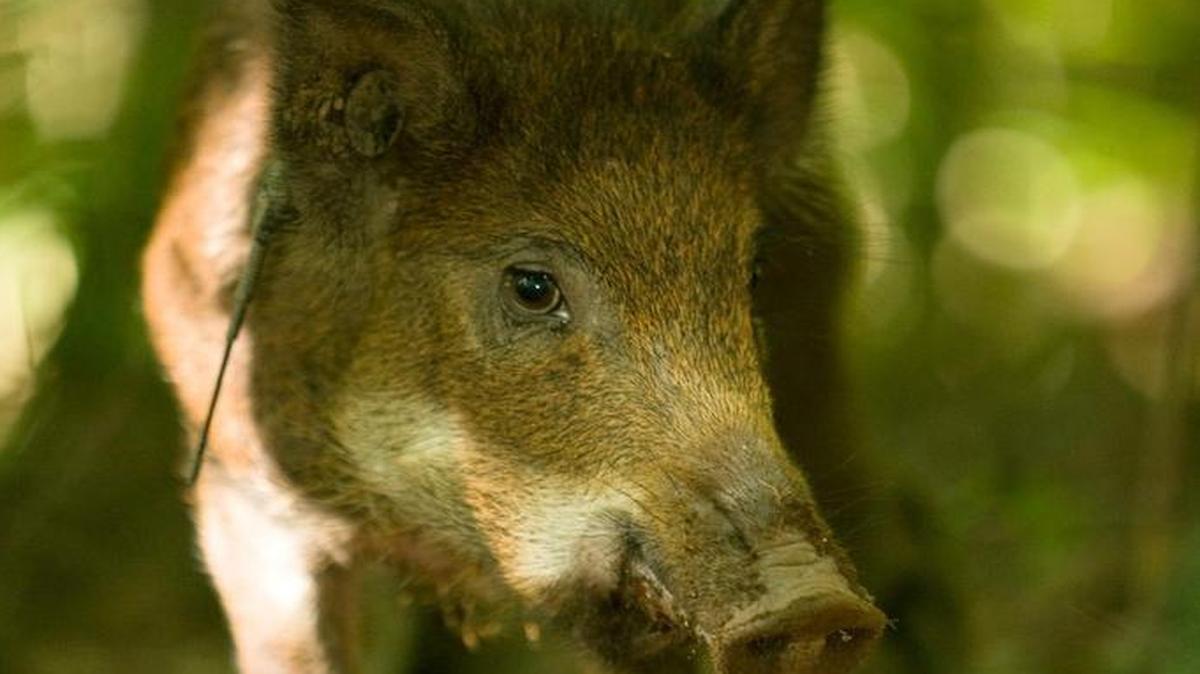 A female feral hog near Taum Sauk Mountain in Ironton County.