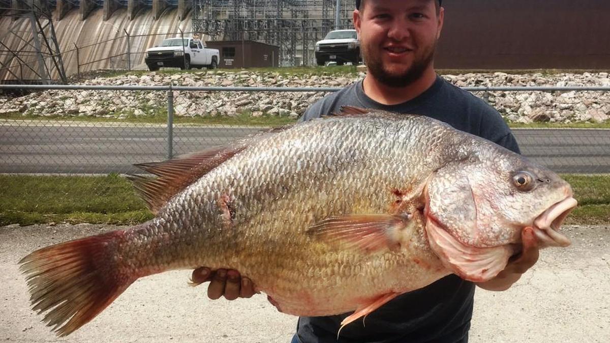Joshua Cole set a state record with a 30-pound, 15-ounce drum he caught while bow fishing at Table Rock Lake.