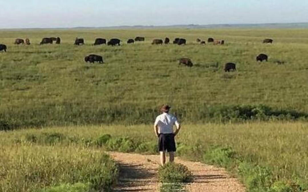 A visit to the Tallgrass Prairie National Preserve in Kansas can include a view of a herd of bison.