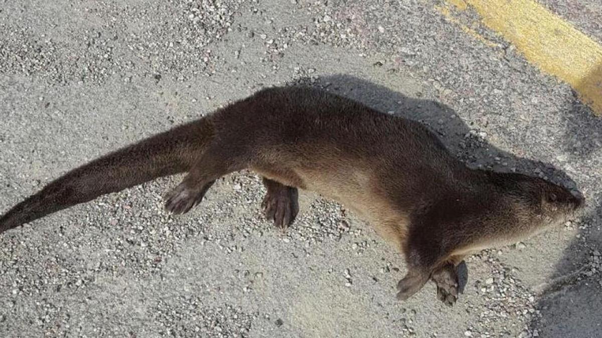 One of two otters found dead on State Avenue Sunday by Kansas City, Kan., Police Chief Terry Zeigler. The semi-aquatic mammals, once eradicated from Kansas, were restored by conservation efforts.