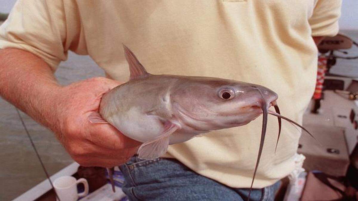
A channel catfish caught on Lake Pomona, Kansas. 
