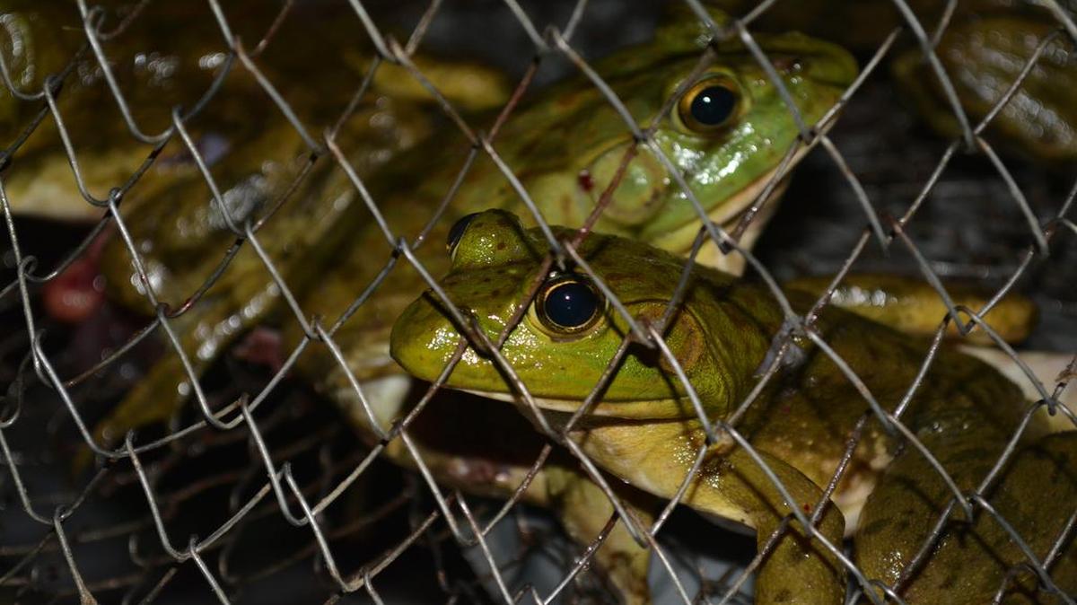 Kirby Layman’s fish basket was full of frogs Thursday night on opening night of the Missouri season.