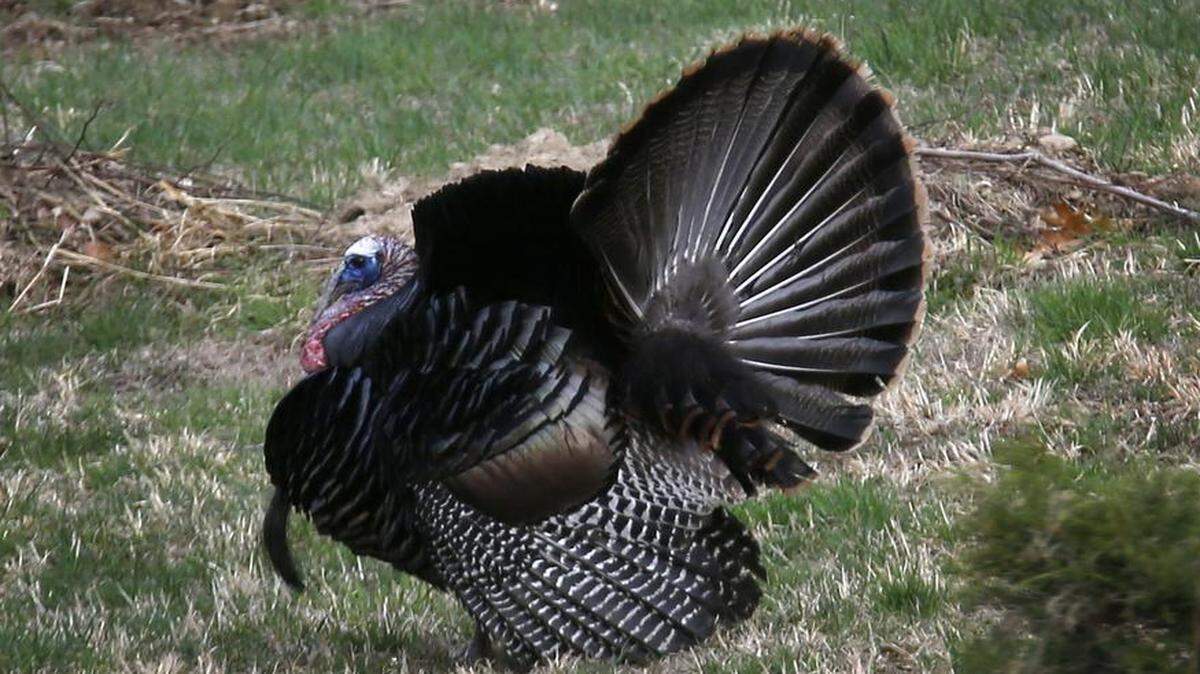 
The Missouri turkey season got off to a good start Monday.


